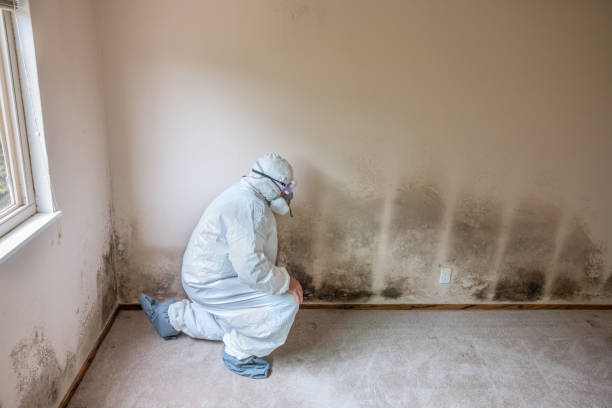 Best Residential Mold Inspection & Testing  in USA